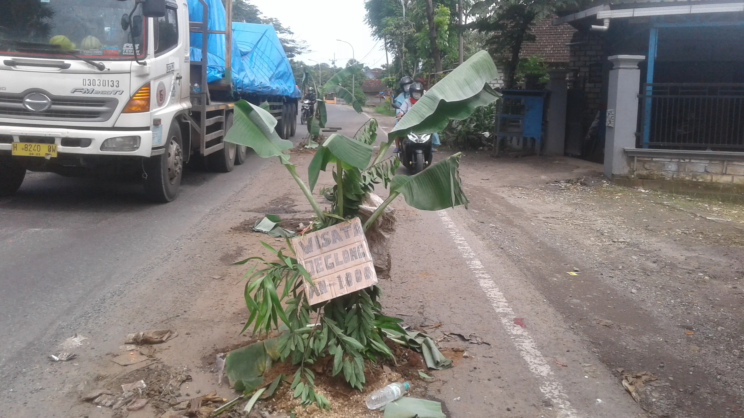 Kesal Sering Terjadi Kecelakaan, Warga Tanam Pohon Pisang di Jalan Raya Tuban-Babat