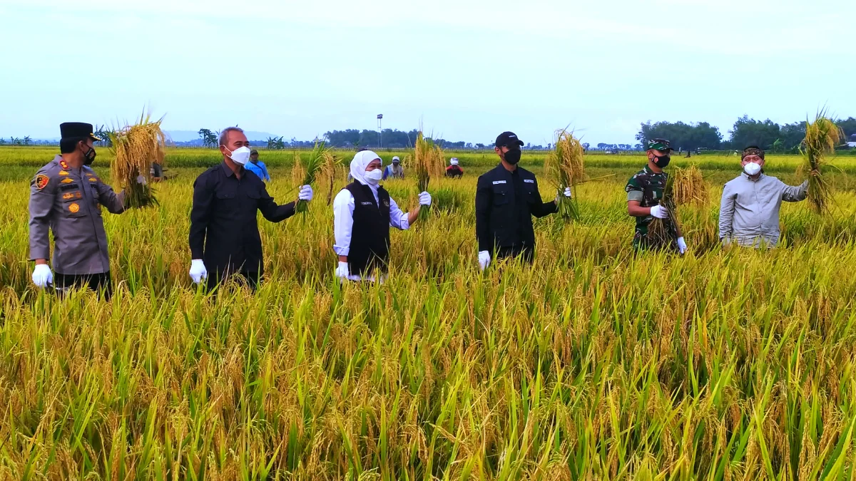 Kukuhkan Petani Millenial Ronggolawe, Gubernur Khofifah Ajak Petani Muda Masuk Sektor Pertanian 