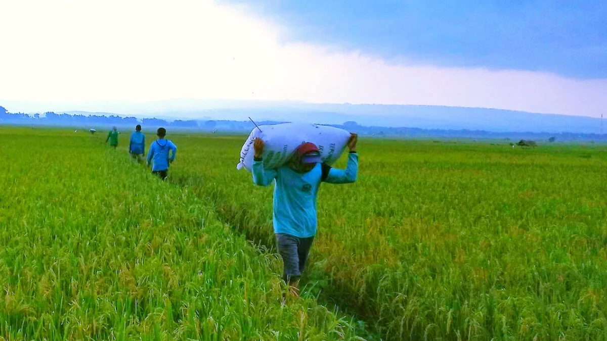 Data BPS: Upah Harian Buruh Tani dan Bangunan Naik Tipis