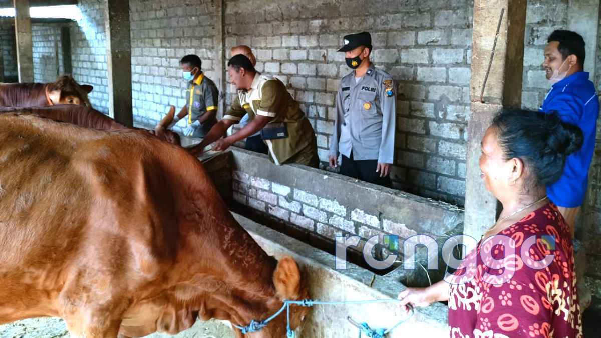 Antisipasi Wabah PMK Pada Ternak, Kandang Sapi di Grabagan Tuban Disemprot Disinfektan