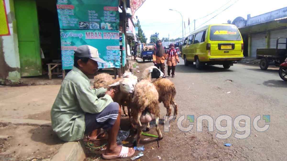 Pasar Hewan di Tuban Tutup, Pedagang Nekat Obral Kambing di Tepi Jalan