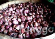 Hari H Idul Adha 2022, Harga Bawang Merah di Tuban Masih Terpantau Mahal