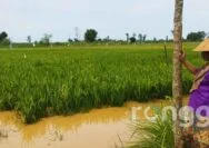 Sawah Terendam Banjir, Petani di Tuban Terancam Gagal Panen