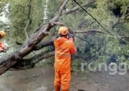 Diterpa Angin dan Hujan, Pohon di Jalan Kalisari Bojonegoro Tumbang Timpa Kabel PLN