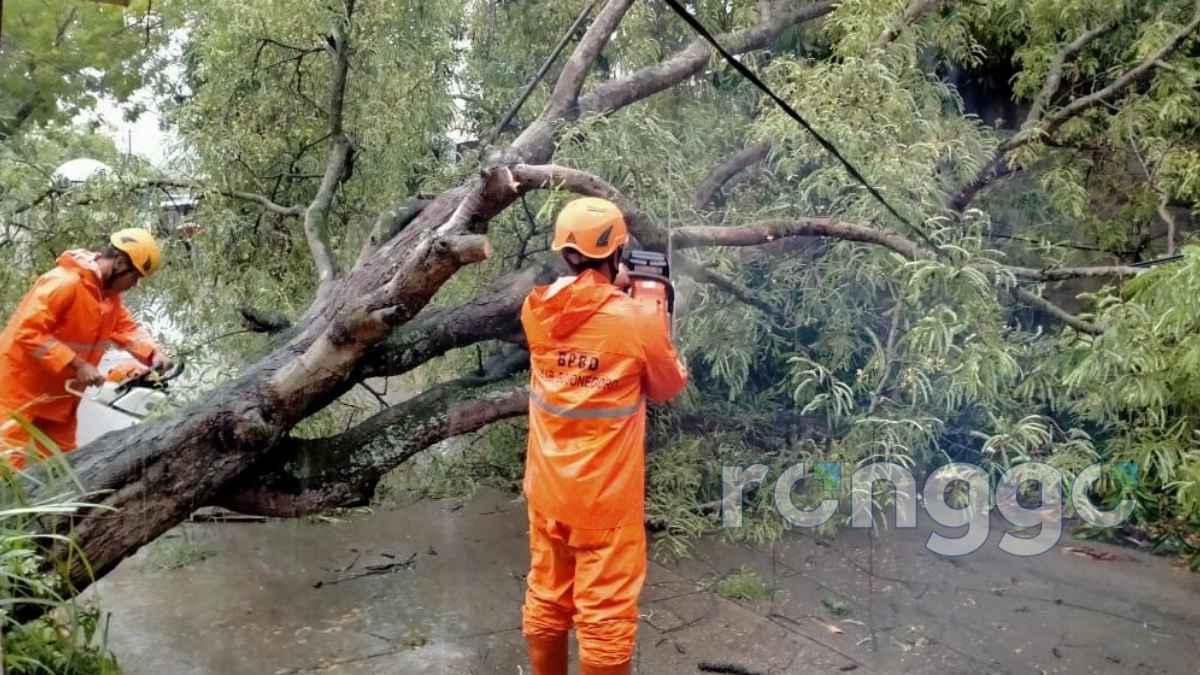 Diterpa Angin dan Hujan, Pohon di Jalan Kalisari Bojonegoro Tumbang Timpa Kabel PLN