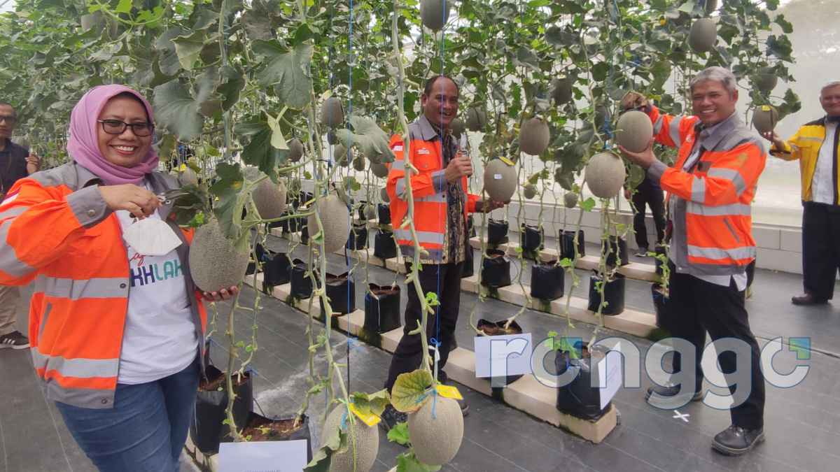SIGTuban Sukses Berdayakan Masyarakat Melalui Budidaya Melon Golden Aroma