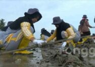 Libur Sekolah, Pelajar di Tuban Bersih-Bersih Pantai dan Tanam Pohon Mangrove