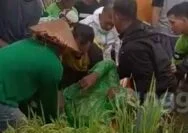 Petani di Tuban Meregang Nyawa di Sawah, Tangan Kanan Masih Pegang Sabit