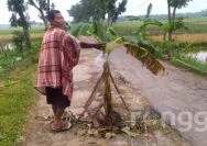 Jalan Rusak Makan Korban, Warga Rengel Tuban Protes dengan Tanam Pohon Pisang