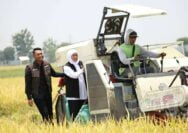 Panen Raya Padi di Tuban, Khofifah Sebut Combine Harvester Tingkatkan Hasil Pertanian