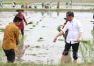 Tanam Padi di Tuban, Jokowi Dorong Penggunaan Pupuk Organik