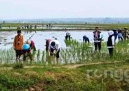 Gaya Pakaian Presiden Jokowi dan Bupati Lindra Saat Tanam Padi di Tuban