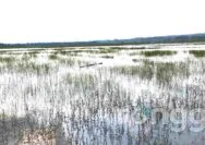 Puluhan Hektar Sawah Terendam Banjir Luapan Bekas Galian Tambang Pabrik Semen Tuban