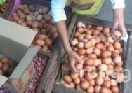 Harga Telur di Kabupaten Tuban Meningkat hingga Rp 32.000 per Kilogram