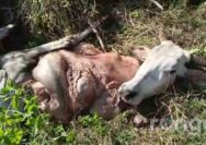 Potongan Tubuh Sapi Tercecer di Lahan Perhutani Tuban