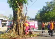 Heboh, Pohon Beringin di Grabagan Tuban Keluarkan Asap dan Api