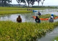 Bengawan Solo Meluap, Puluhan Hektar Tanaman Padi di Wilayah Kecamatan Rengel Tuban Terendam Banjir