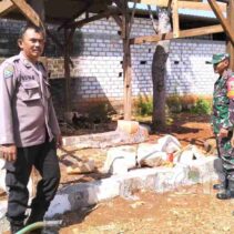 Baru Diberi Makan, Sapi Milik Warga Kelurahan Panyuran Tuban Raib dari Kandang