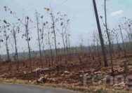 Duh! Ratusan Pohon Jati Milik Perhutani Tuban Ditebang Orang Tak Dikenal