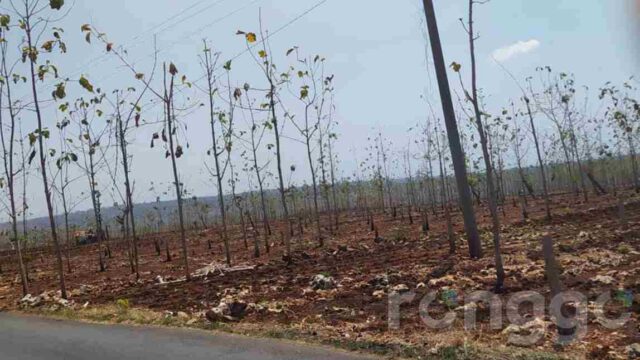 Polisi Selidiki Kasus Penebangan Ratusan Pohon Jati Milik Perhutani Tuban