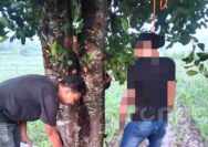 Warga Desa Demit Tuban Heboh, Temukan Petani Gantung Diri di Pohon Nangka