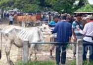 Virus PMK Masuk Tuban Pedagang Sapi Resah