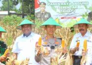 Sukseskan Program Ketahanan Pangan Kapolres Tuban Ikut Panen Raya Jagung