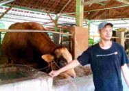 Presiden Prabowo Beli Sapi Kurban dari Tuban