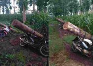 Pembalakan Liar di Hutan Perhutani, Warga Tuban Ditangkap Polisi