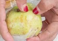 Menu Minimalis dan Jambu Busuk Warnai Program MBG di Tuban
