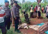 Petani di Kerek Tuban Meninggal Mendadak Saat Panen Kacang