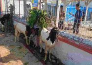 Lesunya Daya Beli Masyarakat Bikin Penjual Hewan Kurban di Tuban Merana
