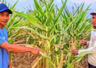 Diserang Hama Tikus, Petani Jagung di Kerek Terancam Gagal Panen