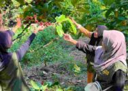Dekatkan Diri dengan Warga, KKN IAINU Tuban Ikut Panen Kopi