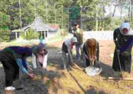Gandeng Warga, KKN IAINU Tuban Hidupkan Budaya Gotong Royong