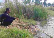Geger! Ribuan Ikan Mati Mendadak di Mliwang Tuban